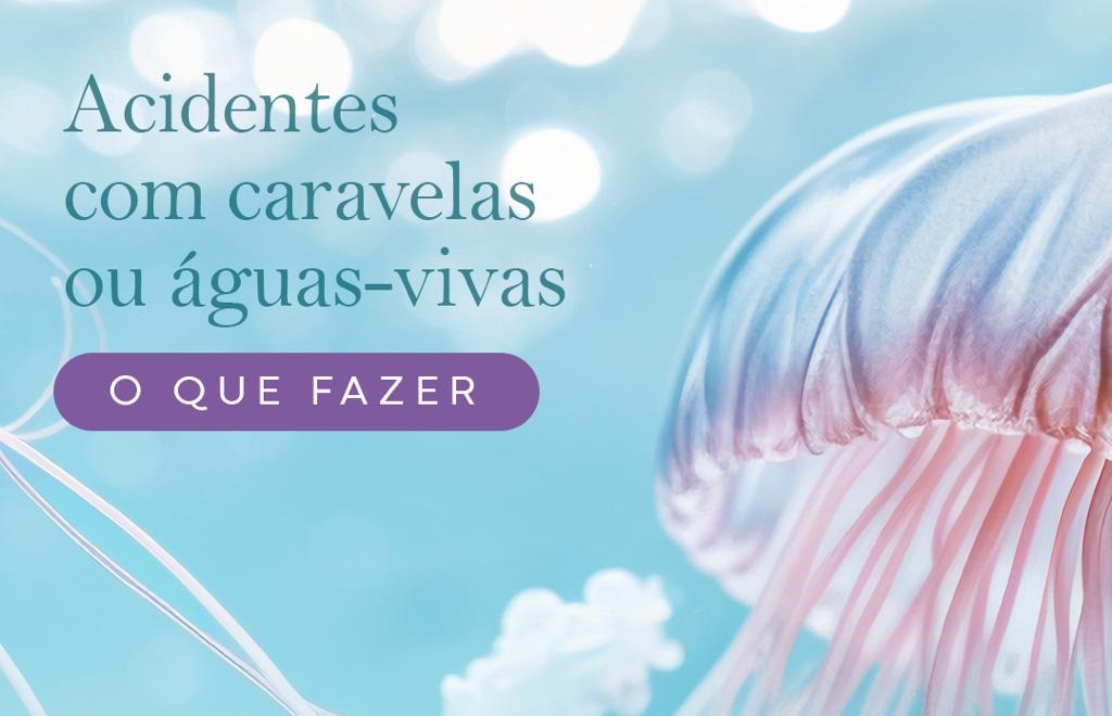 Acidentes com caravelas ou águas-vivas: o que fazer?